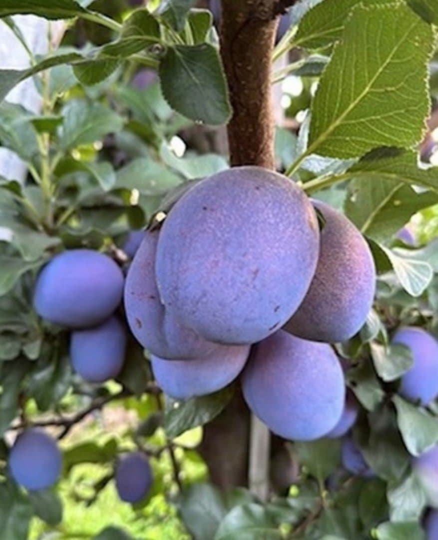 Verse Pruimen direct van de boomgaard